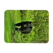 バックヤードブラックベア マグネット (横)