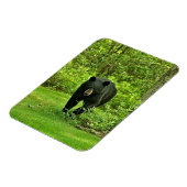 バックヤードブラックベア マグネット (左側)