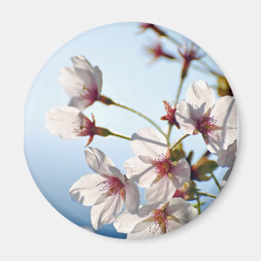 バックライトさくらんぼの花 マグネット (正面)