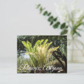 バックライトパームフェニックス、アリゾナのはがき ポストカード (スタンド正面)