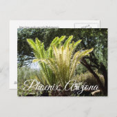 バックライトパームフェニックス、アリゾナのはがき ポストカード (正面/裏面)