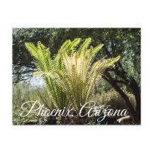 バックライトパームフェニックス、アリゾナのはがき