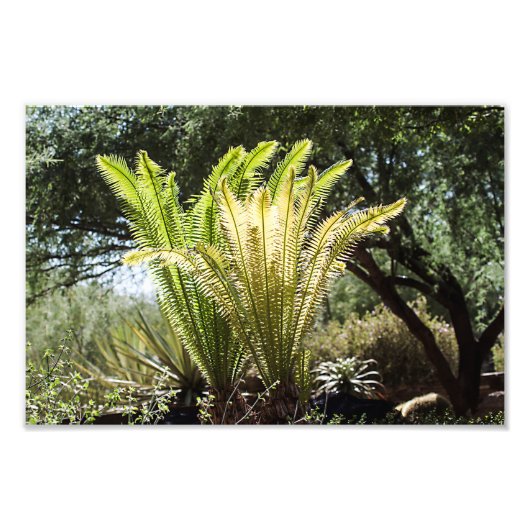 バックライト付き手のひら フォトプリント            (正面)