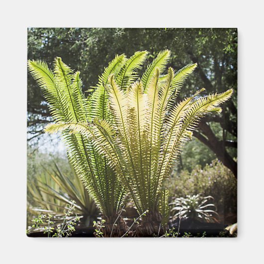 バックライト付き手のひら マグネット (正面)