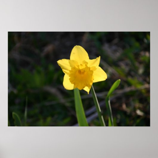 バックライト付きDaffodilポスター ポスター (正面)
