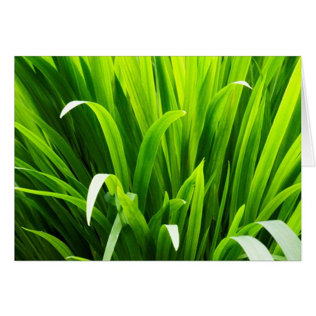 バックラ葉イトズインガーデン (正面横)