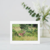 'バック'威厳のあるポストカード ポストカード (スタンド正面)