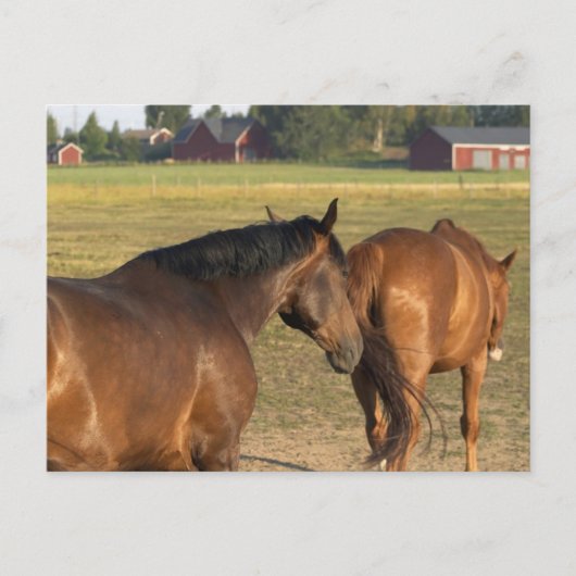 バック・トゥ・ザ・バーン ポストカード (正面)