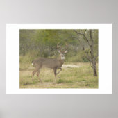 バック。 ポスター (正面)