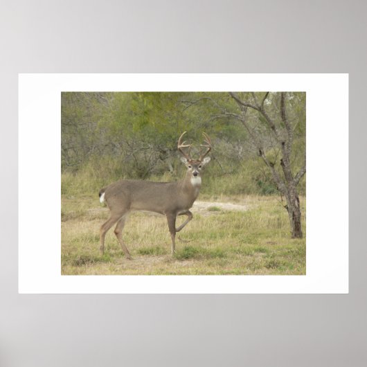 バック。 ポスター (正面)