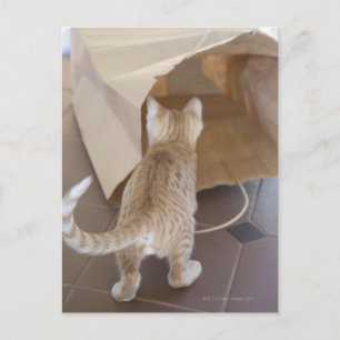 バッグの深淵を覗く子猫 ポストカード