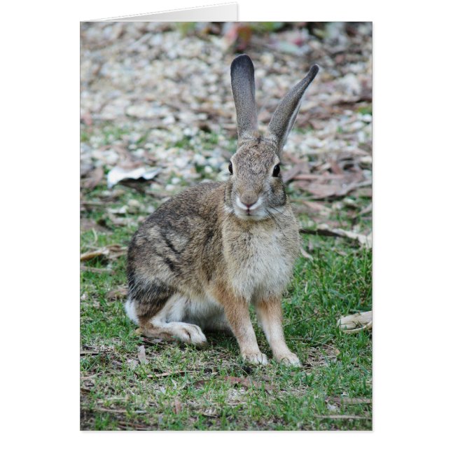 バッグス・バニー (正面)