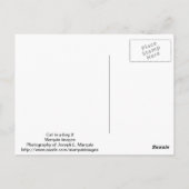 バッグ内の猫2 ポストカード (裏面)