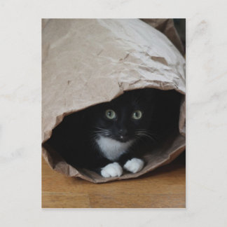 バッグ内の猫2 ポストカード