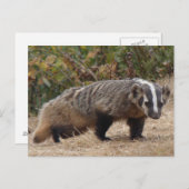 バッジャーはがき ポストカード (正面/裏面)