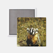 バッジャー マグネット (正面/裏面)