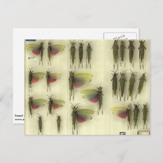 バッタが付いている郵便はがき ポストカード (正面/裏面)