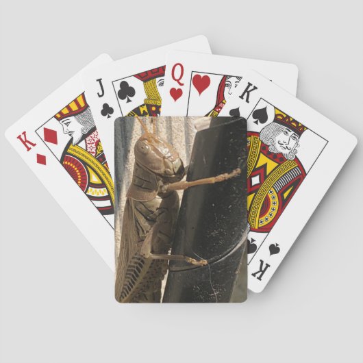 バッタトランプ トランプ (裏面)