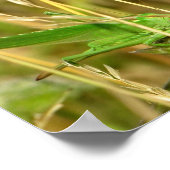 バッタポスター ポスター (角)