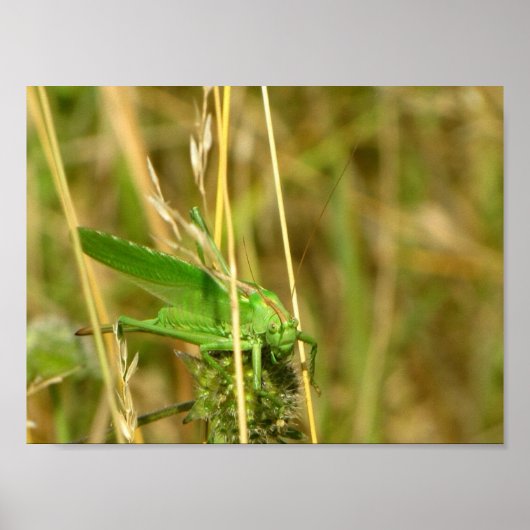 バッタポスター ポスター (正面)