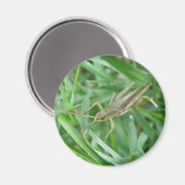 バッタ磁石 マグネット (正面/裏面)