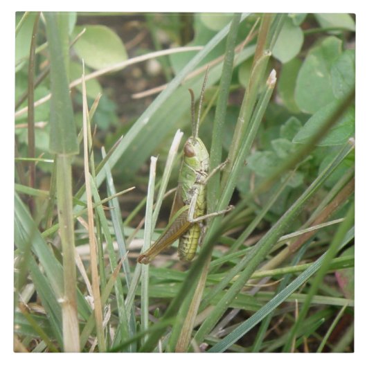 バッタ迷彩瓦 タイル (正面)