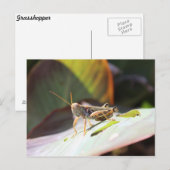 バッタ ポストカード (正面/裏面)