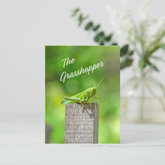 バッタ ポストカード (スタンド正面)