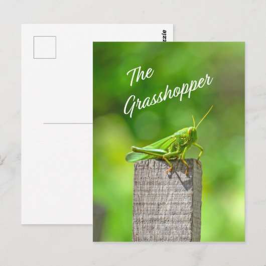 バッタ ポストカード (正面/裏面)