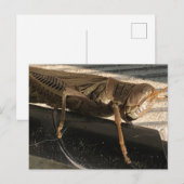 バッタ ポストカード (正面/裏面)