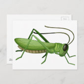 バッタ ポストカード (正面/裏面)
