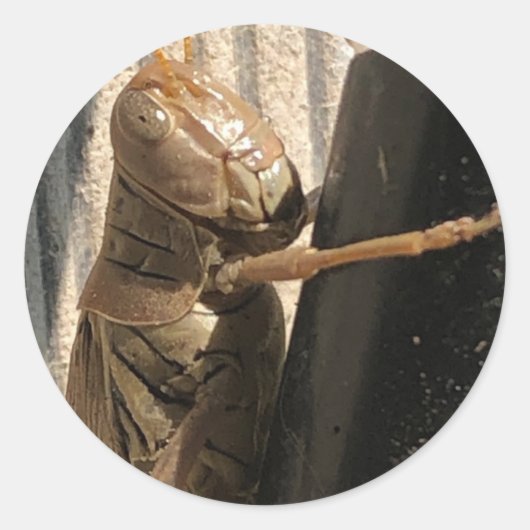 バッタ ラウンドシール (正面)