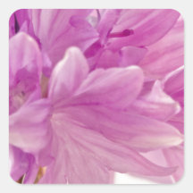 バッチェロボタン