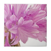 バッチェロボタン タイル (正面)