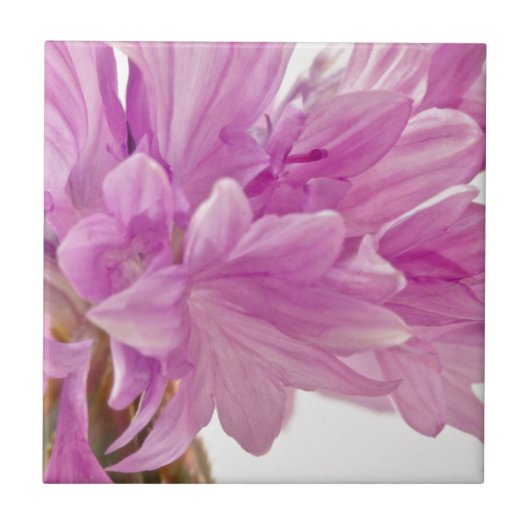 バッチェロボタン タイル (正面)