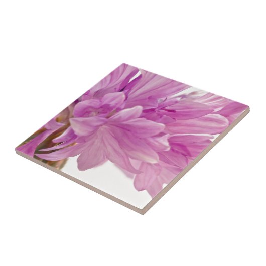 バッチェロボタン タイル (側面)