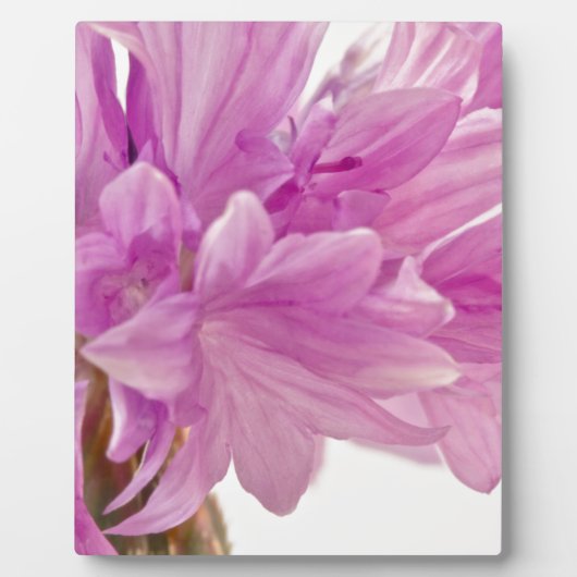 バッチェロボタン フォトプラーク (正面)