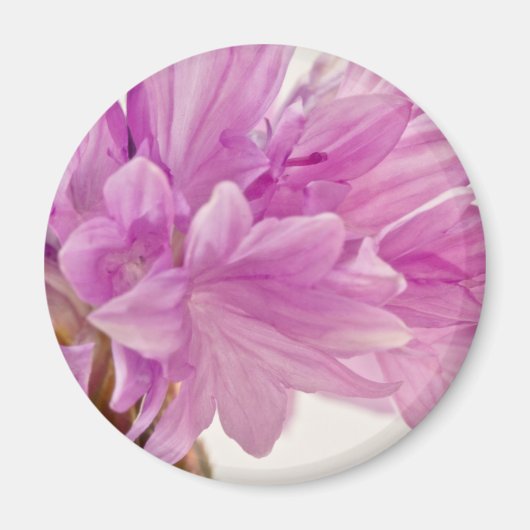 バッチェロボタン マグネット (正面)