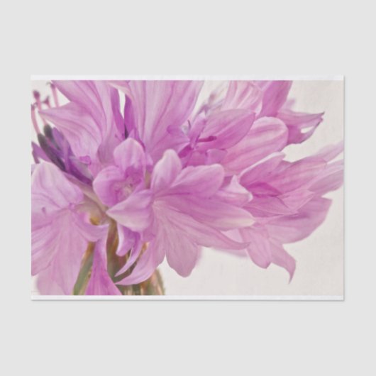 バッチェロボタン 薄葉紙 (正面)