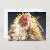 バットヘア・デイ ポストカード (正面/裏面)