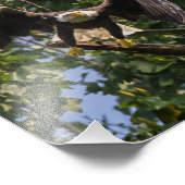 バットマンのポーズのハゲのワシ。 フォトプリント            (角)