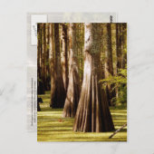 バットレスの幹を持つ禿げたヒノキ ポストカード (正面/裏面)