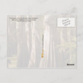 バットレスの幹を持つ禿げたヒノキ ポストカード (裏面)