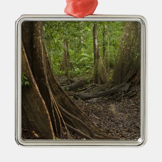 バットレスの根。熱帯雨林、マパリ·ルプニ， 2 メタルオーナメント (正面)