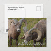 バッドランズ国立公園のヒツジ ポストカード (正面/裏面)
