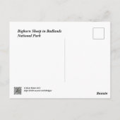 バッドランズ国立公園のヒツジ ポストカード (裏面)