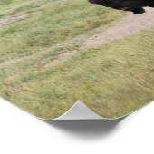 バッファローの移動、写真 ポスター (角)