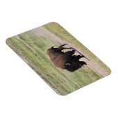 バッファローの移動、写真 マグネット (右側)