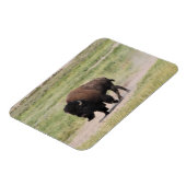 バッファローの移動、写真 マグネット (左側)