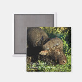 バッファローアフリカンシンセラスカファー マグネット (正面/裏面)